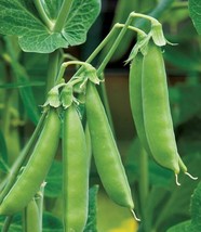 Sugar Daddy Snap Pea Seeds | Organic FRESH - £7.35 GBP