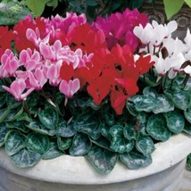 15 Cyclamen Seeds Miracle Mix    - £18.41 GBP