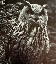 Eagle Owl Art Print Black And White Birds Of Prey Vintage Nature 1979 DW... - £23.97 GBP