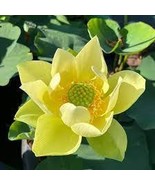 Golden Nelumbo Nucifera Lotus Flowers Pond Plants Bonsai Indoor availabl... - $227.56 MXN