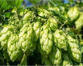 50+ Hops Seeds A509 Fresh - £8.11 GBP