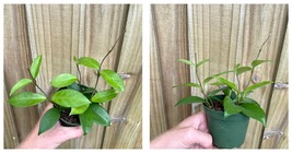LIVE PLANT Hoya australis 4&quot; Pot Houseplant - £33.12 GBP