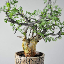 Guggul TREE  Commiphora wightii fragrant resin bonsai rare myrrh plant  5 seeds - £11.76 GBP