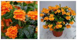 (60 Seeds) Crossandra Seeds,Orange Marmalade -Firecracker Flower- Tropical Plant - £23.58 GBP
