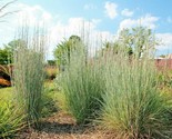 500 Seeds Big Bluestem Seeds Native Tall Grass Prairie Ornamental Drough... - $8.99