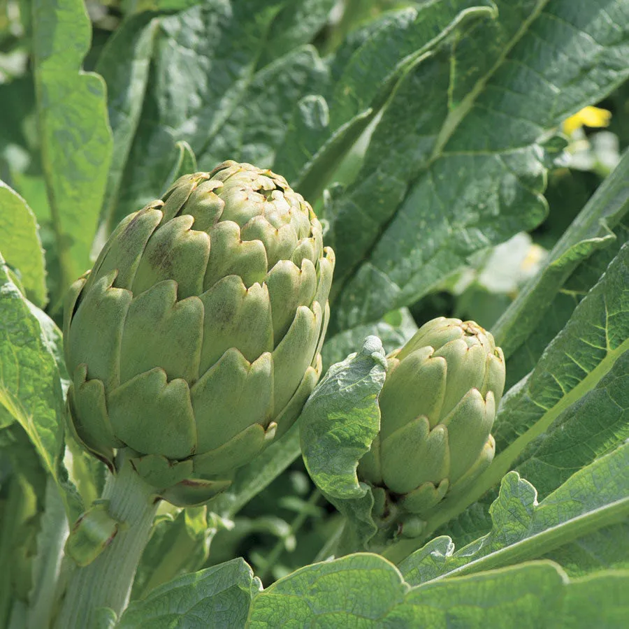 Easy Grow - Green Globe Artichoke Seeds - Vegetable Seeds - Bonsai Seeds - $2.85