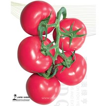 Summer Pink Big Truss Tomato With Storage Stability High Yielding Vigoro... - $127.72 MXN