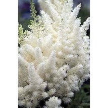 25+ White Astilbe Flower Seeds Shade Loving Perennial Deer Resistant - $9.84