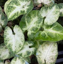 Syngonium Podophyllum white butterfly  5 seeds, arrowhead vine, arrowhea... - $5.00