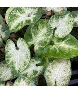 Syngonium Podophyllum white butterfly  5 seeds, arrowhead vine, arrowhea... - $5.00