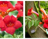 Flamenco Campsis Radicans Trumpet Creeper Starter Plant - Approx 5-7 Inch - £35.34 GBP
