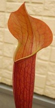 Sarracenia x moorei all red pitcher - £2.12 GBP