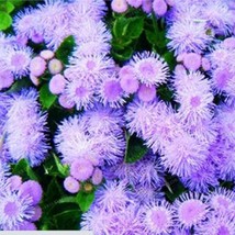 200PCS Chinese Ageratum Conyzoides Callistephus Chinensis Aster Seeds Li... - £8.75 GBP