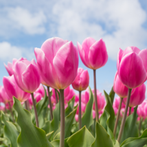 Rare Pink Tulip 100 PCS Seeds - $11.54