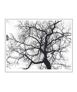 Look up tree branches background Transparent Clear stamps Rubber seals f... - $4.38
