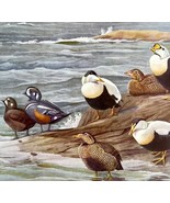 Harlequin And Eider Ducks 1955 Plate Prints Birds Of America Nature Art ... - $24.99