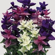 USA Store 40 Seeds Salvia Clary Mix Flower Seeds Perennial Deer &amp; Drought Tolera - £6.57 GBP