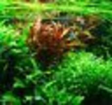 Aquarium Plant Beginner Alternanthera Reineckii Red Broad Potted Freshwa... - £19.01 GBP