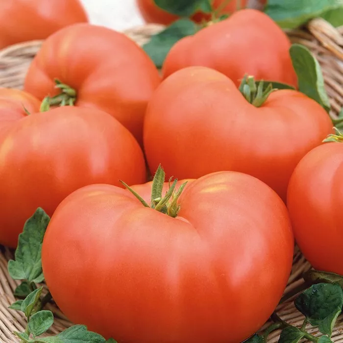 50 Seeds Summer Pink Tomato Vegetable Garden - £7.73 GBP