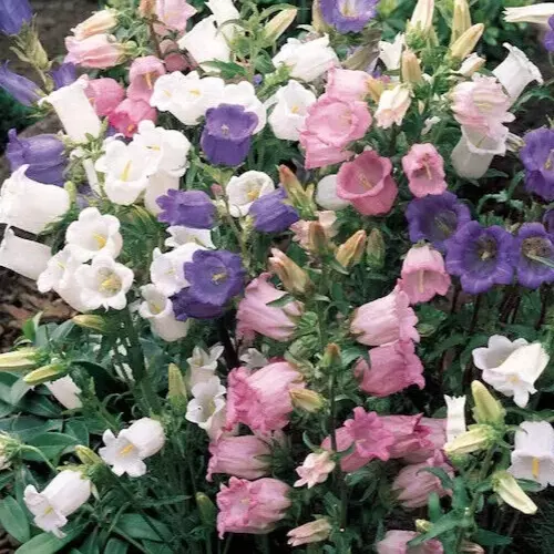 THJAR Campanula medium, Canterbury bells mix, bellflower 50 + seeds - $4.00