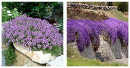 400 Seeds Creeping Thyme Seeds Rock CRESS Plant - Purple Flowers Seeds - $28.99