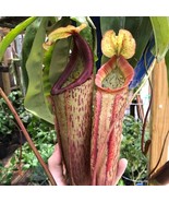 Nepenthes Miranda Starter Plant 2 Plants Fresh Garden - $59.00