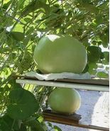 Giant Bushel Gourd Seeds Fruit up to 100 lbs For Basket Arts&amp;Crafts seeds - $13.67 CAD