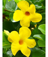 Mandevilla Sanderi Yellow - $17.54 CAD