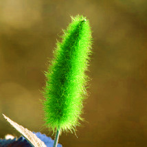 100Seeds Acalypha Hispida Seeds Green Chenille Plants Bonsai Ornamental Flowers  - £5.91 GBP