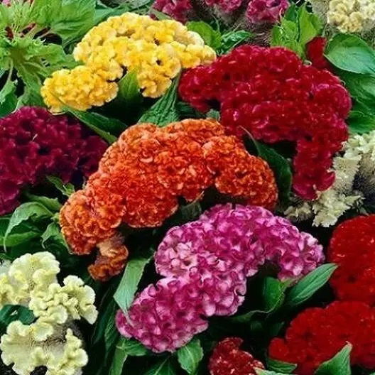 Celosia CRISTATA Mixed 500 Seeds Cockscomb Dried Flowers Cutflowers Non-GMO - £6.32 GBP