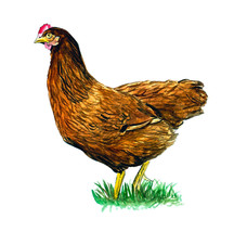 Rhode Island Red Hen Chicken State Bird Decal Sticker Country Farm House... - £5.55 GBP+