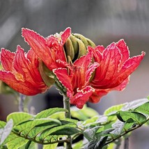 African Tulip Tree 20 Seeds Tropical Plant Seed Spathodea Campanulata Fast Ship  - £12.58 GBP