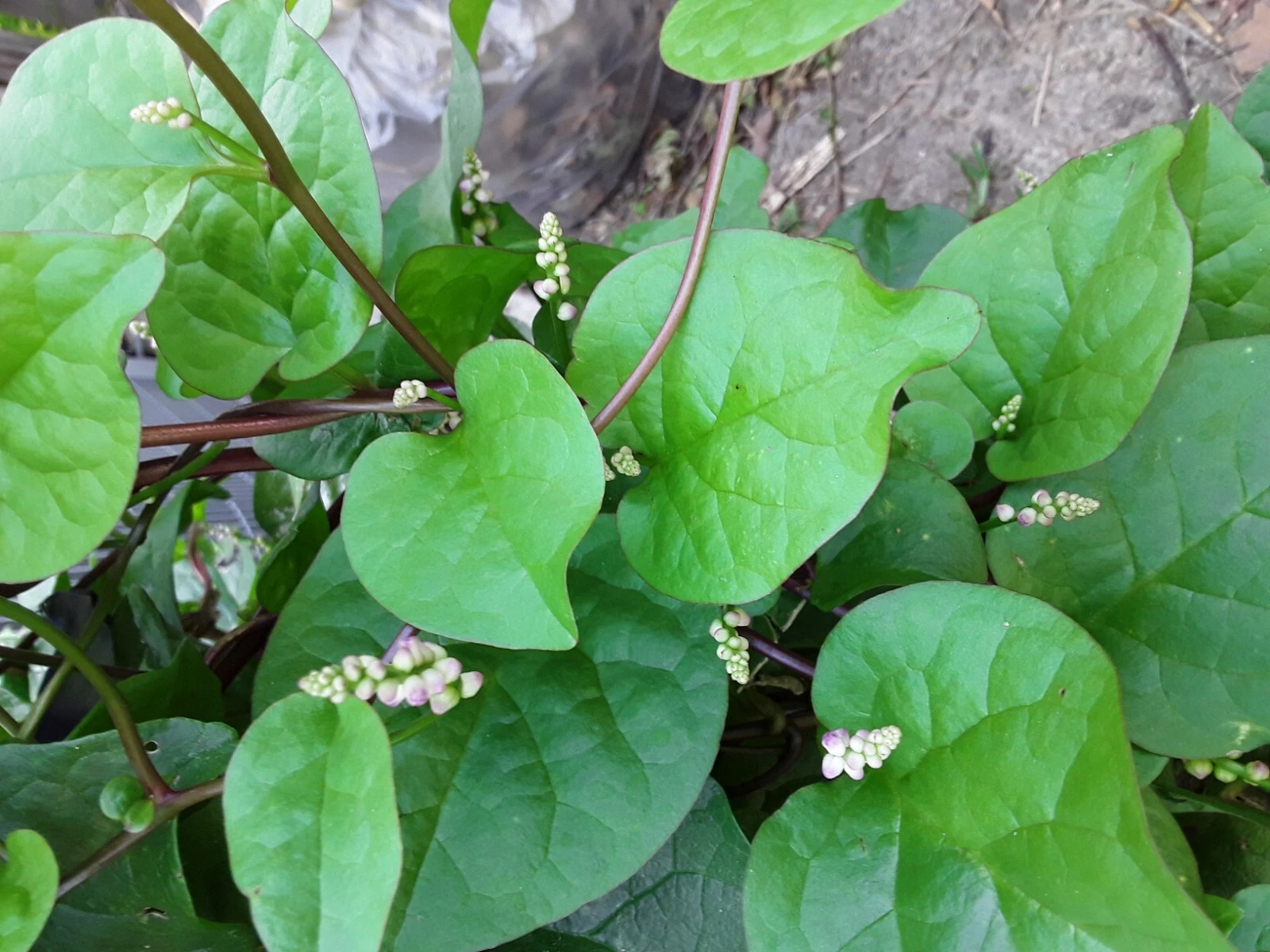 600+  Organic Red Stem Malabar Spinach Alugbati Mong Toi Poi Sang Seeds - $25.01