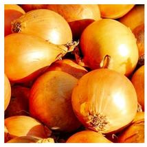 2000 Seeds Utah Yellow Sweet Spanish Onion Seeds NON-GMO Heirloom Fresh Garden - £22.37 GBP