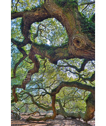 Angel Oak Tree, Abstract Nature Tree Art, Fine Art Photo on Metal, Canva... - £24.89 GBP+