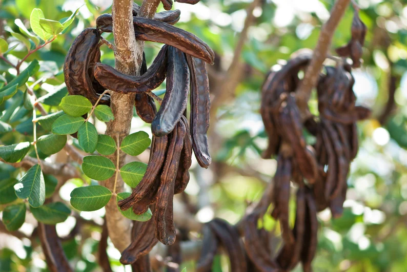 20 Seeds CAROB TREE Saint John&#39;s Bread Ceratonia Siliqua Evergreen Edibl... - £7.71 GBP