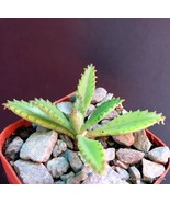 Semilir 2&quot;&quot; Bryophyllum Houghtonii Mother Of Millions Hybrid Chandelier ... - $16.97