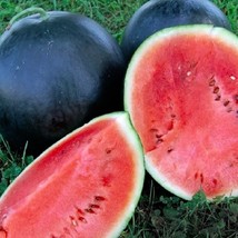 5 Of Black Diamond Watermelon Seeds | NON-GMO | Heirloom | Fresh Garden ... - £3.18 GBP