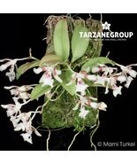 TRICHOCENTRUM PFAVII SMALL ORCHID MOUNTED - $47.17