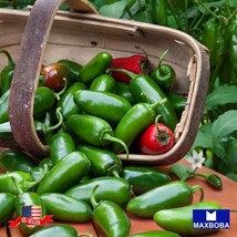 Non-Gmo 140Pepper Seeds - Hot - Jalapeno (Organic) Heirloom Garden Usa Shipping - $5.98