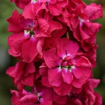 New 50 Crimson Pacific Stock Seeds Highly Fragrant Column Stock Matthiola Incana - $11.45