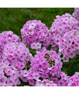 RD 100+ Opalescence Phlox Seeds for Garden Planting  - $7.23 CAD