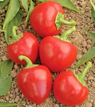 US Seller 100 Hot Red Cherry Pepper Seeds Organic Vegetable Patio - £7.18 GBP
