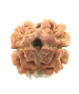 2 Mukhi Rudraksha - Collector Size - Nepal - Lab Certified - €333,34 EUR