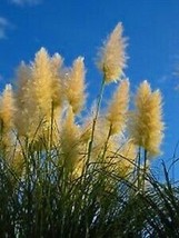 25 Pcs Golden Plume Pampas Grass Seeds #MNHG - $18.50