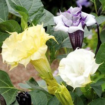 Datura Metel Ballerina Flower Seed Mix 20 Seeds Fresh USA Fast Shipping - £12.58 GBP