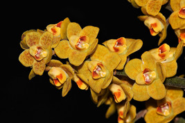 Chiloschista Nakornpanomensis Small Orchid Mounted - £23.25 GBP