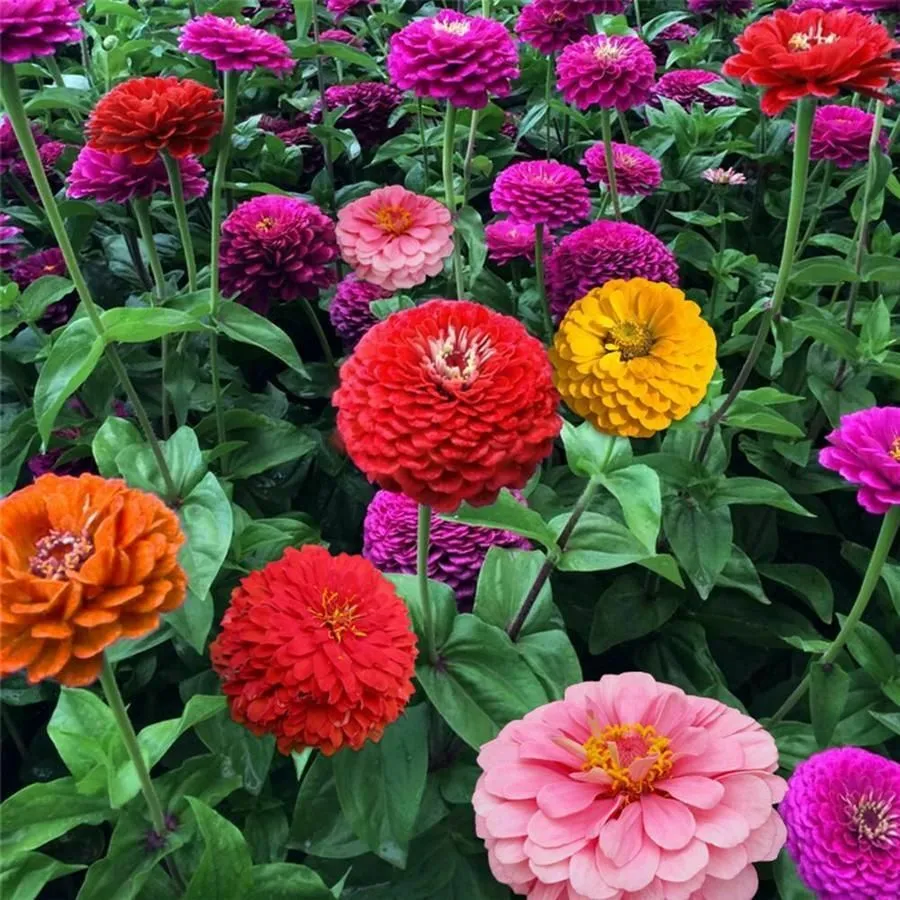 PSStore 100 Seeds Zinnia California Giant Mix Flower Colorful Blooms - £7.22 GBP