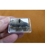 ann-buf-13) little Fluorite gemstone BUFFALO carving PENDANT necklace bi... - $224.38 MXN