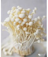 Mushroom Funny Enoki Mushroom Plant Edible Health Vegetable, 100 Seeds - $12.19